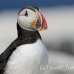 puffin_atlantic_msi_h_0852_can1881.jpg